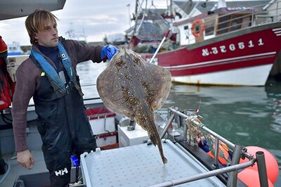 French Chefs Hooked on Fish Killed the Japanese Way