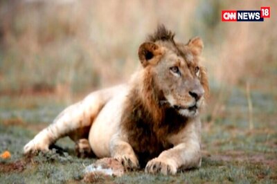 No Need to Relocate Gir Lions, Says Gujarat CM as Govt Battles Virus That Killed 23 Big Cats