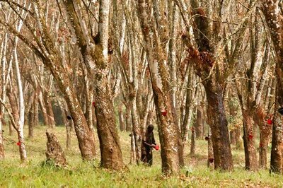 Future For Liberia's Rubber Farmers Shaky Amid Economic Woes